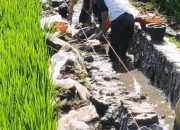 Pelaksanaan Pembangunan Saluran Irigasi di Desa Nyamat Kecamatan Tengaran Pekerja Tak Dilengkapi APD Dan Tidak Terpasang Papan Informasi